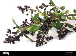 Attēlu rezultāti vaicājumam “Ligustrum vulgare”