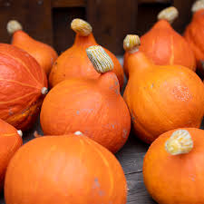 Image result for Kürbis