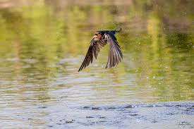 Attēlu rezultāti vaicājumam “Hirundo rustica”
