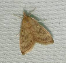 Attēlu rezultāti vaicājumam “Ostrinia nubilalis”