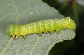 Attēlu rezultāti vaicājumam “Brachionycha nubeculosa”