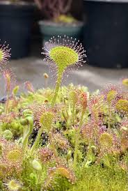 Attēlu rezultāti vaicājumam “Drosera rotundifolia”