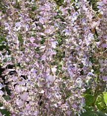 Image result for Salvia sclarea