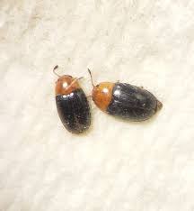 Attēlu rezultāti vaicājumam “Erotylidae”