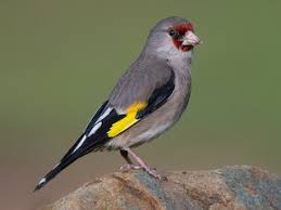Attēlu rezultāti vaicājumam “Carduelis carduelis adult”