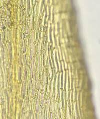 Attēlu rezultāti vaicājumam “Campylium chrysophyllum”