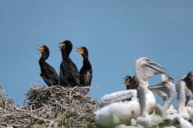 Attēlu rezultāti vaicājumam “Phalacrocorax carbo nest”
