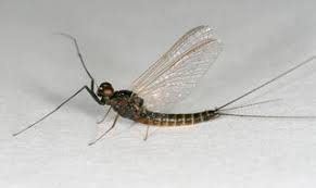 Attēlu rezultāti vaicājumam “Leptophlebia nebulosa”