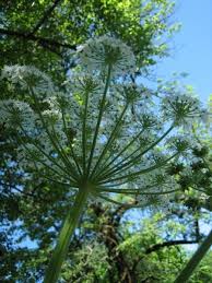 Attēlu rezultāti vaicājumam “Craterium aureonucleatum stalked”