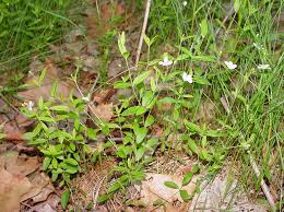 Attēlu rezultāti vaicājumam “Moehringia lateriflora flower”