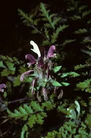 Attēlu rezultāti vaicājumam “Pedicularis palustris subsp. opsiantha”
