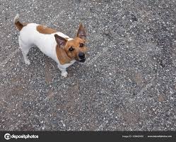 Attēlu rezultāti vaicājumam “Canis lupus familiaris”