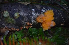 Attēlu rezultāti vaicājumam “Hypocrea gelatinosa”