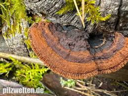 Attēlu rezultāti vaicājumam “Gloeophyllum abietinum”