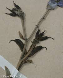 Attēlu rezultāti vaicājumam “Aconitum napellus bud”