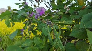 Attēlu rezultāti vaicājumam “Leguminosae”