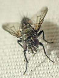 Attēlu rezultāti vaicājumam “Brachycera”