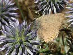 Attēlu rezultāti vaicājumam “Satyrium ilicis underside”