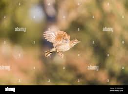 Attēlu rezultāti vaicājumam “Galerida cristata adult”