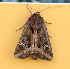 Attēlu rezultāti vaicājumam “Celaena leucostigma”