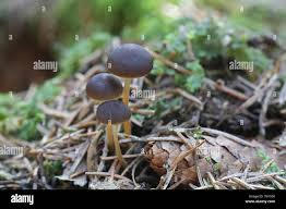 Attēlu rezultāti vaicājumam “Strobilurus esculentus”