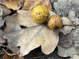 Attēlu rezultāti vaicājumam “Cynips quercusfolii”