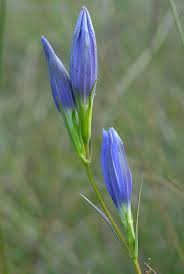 Attēlu rezultāti vaicājumam “Gentiana pneumonanthe”