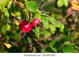 Attēlu rezultāti vaicājumam “Rosa majalis fruit”