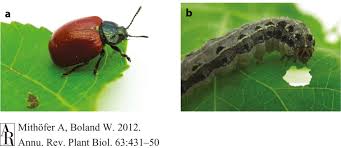 Attēlu rezultāti vaicājumam “Chrysomela populi”