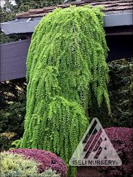 Attēlu rezultāti vaicājumam “Larix”