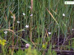 Attēlu rezultāti vaicājumam “Stellaria palustris flower”