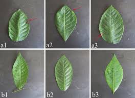 Attēlu rezultāti vaicājumam “Juglans x sinensis leaf”