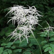 Image result for Aruncus dioicus