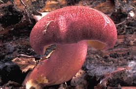 Attēlu rezultāti vaicājumam “Tricholomopsis rutilans”