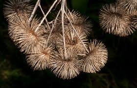 Attēlu rezultāti vaicājumam “Arctium lappa fruit”