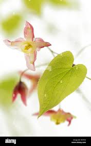 Attēlu rezultāti vaicājumam “Epimedium alpinum”