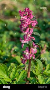 Attēlu rezultāti vaicājumam “Corydalis cava flower”