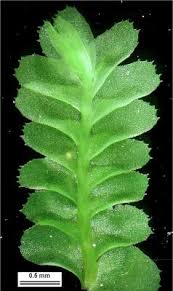 Attēlu rezultāti vaicājumam “Plagiochila porelloides”