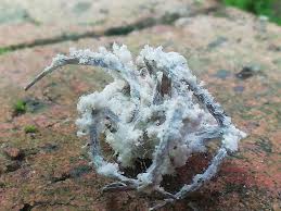 Attēlu rezultāti vaicājumam “Torrubiella arachnophila”