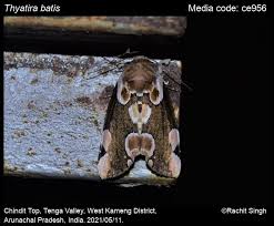 Attēlu rezultāti vaicājumam “Thyatira batis”