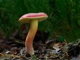 Attēlu rezultāti vaicājumam “Xerocomus rubellus”