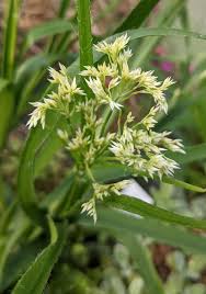 Attēlu rezultāti vaicājumam “Galium album leaf”