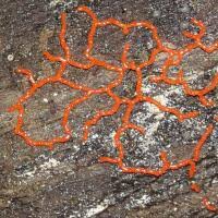 Attēlu rezultāti vaicājumam “Willkommlangea reticulata”