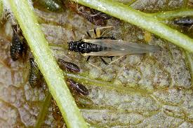 Attēlu rezultāti vaicājumam “Drepanosiphum platanoidis”