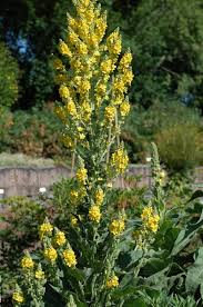 Image result for Verbascum nigrum
