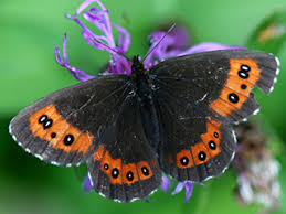 Attēlu rezultāti vaicājumam “Erebia ligea upperside”