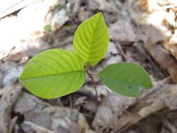 Attēlu rezultāti vaicājumam “Frangula alnus leaf”