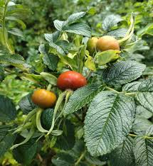 Attēlu rezultāti vaicājumam “Rosa villosa fruit”