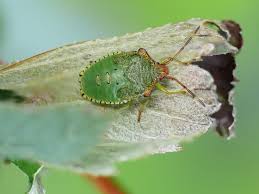 Attēlu rezultāti vaicājumam “Elasmostethus interstinctus nymph”