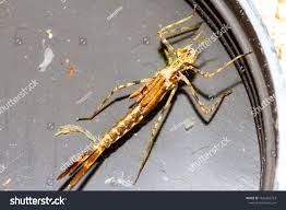 Attēlu rezultāti vaicājumam “Calopterygidae”